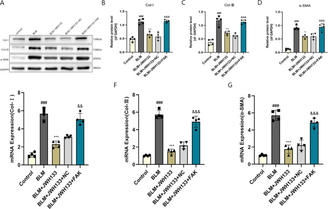 JWH133 decreased the expression of fibrosis proteins induced by bleomycin (BLM) in mice. (A) Protein expression of Col-I, Col-III and α-SMA, in lung tissues of mice was measured by Western blot. Relative protein expression of (B) Col-I, (C) Col-III,and (D) α-SMA were quantified by normalizing to GAPDH.Real-time PCR analyses of (E) Col-I, (F) Col-III and (G) α-SMA in lung tissues. GAPDH was used as the invariant control for calculating fold changes in mRNA levels.Data were expressed as mean ± SEM, and statistical analysis was conducted using the one-way ANOVA with the Tukey test.###P < 0.001 vs. control group;**P < 0.01,***P < 0.001 vs. model group;&&P < 0.01,&&&P < 0.001 vs. BLM + JWH133 + NC.n = 4