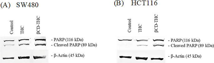Confirmation of apoptosis-mediated cell death through the activation of caspase-3 in (A) SW480 and (B) HCT116 cells. The western blot analysis showed the detection of cleaved PARP (89 kDa) large fragment and full-length PARP fragment (116 kDa), while β-actin functioned as a loading control.