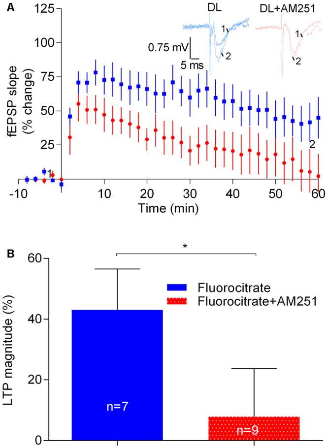 Astrocytes do not contribute to the enhancement of LTP caused by physiologically released eCBs. (A) Data obtained in slices treated with 200 μM Fluorocitrate to inhibit astrocyte metabolism, either in the absence (control) or in the presence of 1 μM of AM251. (B) Quantification of LTP magnitude under the indicated conditions. In all cases, LTP was induced by a strong-θ-burst. ∗p < 0.05 (F(8,6) = 1.9, Student’s t-test). For further details see legend to Figure 1.