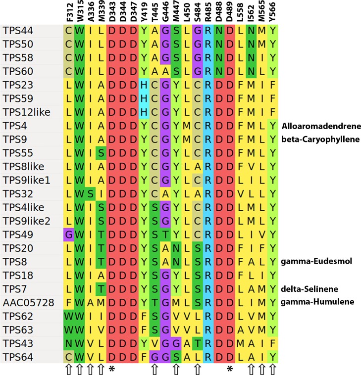 Sesquiterpene synthase active site residues.Alignement of active site residues for Family A TPS genes, aligned to the Abies grandis γ-humulene synthase AAC05728. For characterized enzymes the most abundant product with FPP as substrate are shown on the right. Residues indicated with an asterisk (*) are essential for enzyme activity, while those indicated with arrows, if changed will alter the product profile of the enzyme. Residue numbering is taken from supplementary Fig 11 in reference 8.