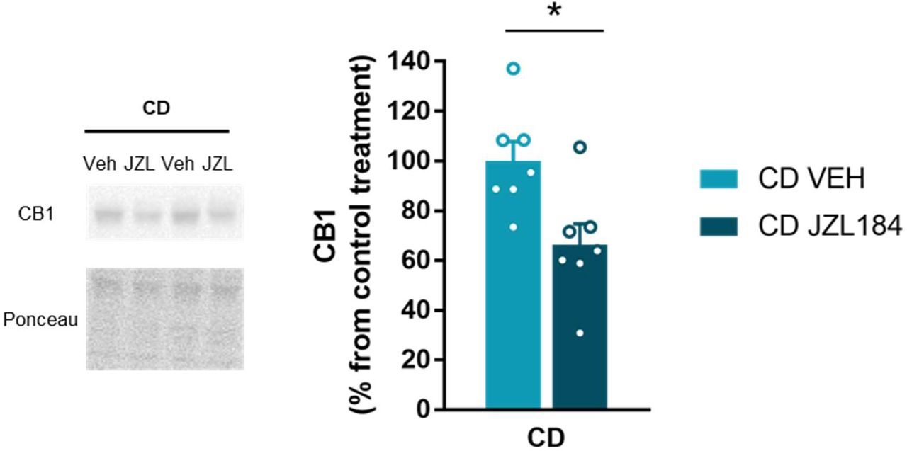 JZL184 treatment downregulates CB1R protein levels in the amygdala of CD mice (CD VEH, n=7; CD JZL184, n=7). Statistical significance was calculated by Student’s t- test. * p<0.05 (treatment effect). Data are expressed as mean ± S.E.M.