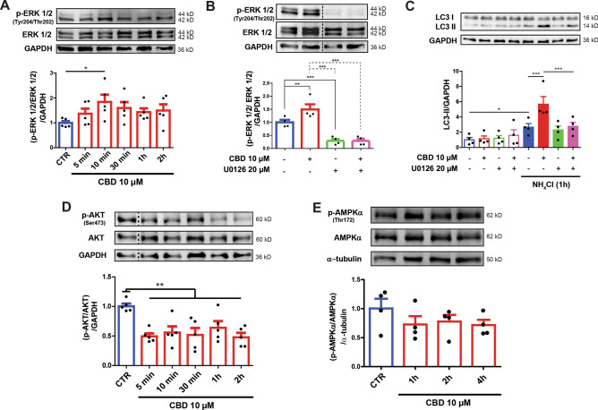 CBD-autophagy is mediated by ERK phosphorylation and AKT dephosphorylation. SH-SY5Y cells were treated with 10 µM CBD for 5, 10, 30 min, 1 and 2 h. (A) The membranes were incubated with specific antibodies directed towards phosphorylated kinase ERK1/2 (Tyr204/Thr202) or total ERK1/2 protein. Treatment with 10 µM CBD (10 µM) increased phosphorylated ERK1/2 (p-ERK) protein levels in SH-SY5Y cells after 10 min. (B) Cells pre-treated with 20 µM of the ERK1/2 inhibitor U0126 for 30 min and then exposed to 10 µM CBD for 10 min did not exhibit increased levels of phosphorylated ERK1/2 (p-ERK) protein in SH-SY5Y cells. (C) Cells were pre-treated with 20 µM U0126 for 30 min and then exposed to 10 µM CBD for up to 2 h, in the presence or absence of the lysosome inhibitor NH4Cl, at the last hour of the treatment. The 10 µM CBD treatment increased LC3-II levels under NH4Cl treatment, which was reverted with U0126 treatment. (D) Total cell lysates from SH-SY5Y cells treated with 10 µM CBD for 5, 10, 30 min, 1 and 2 h. Immunoblots were incubated with a specific antibody for phosphorylated AKT (Ser473) or with an antibody that recognizes total AKT and an antibody against GAPDH. CBD decreased the levels of phosphorylated AKT protein in the SH-SY5Y cells. (E) Cells were treated with 10 µM CBD for 1, 2 and 4 h, and the blots were incubated with a specific antibody for phosphorylated AMPK (Thr172) or with an antibody that recognizes total AMPK and an antibody directed against α-tubulin. No effect on AMPK phosphorylation (Thr172) was observed. Analysis was conducted with one, two, or three-way ANOVA followed by Sidak’s post-hoc test; *p < 0.05, ** p < 0.01 and ***p < 0.001. Full-length blots are presented in Supplementary Figure S3 and S4.