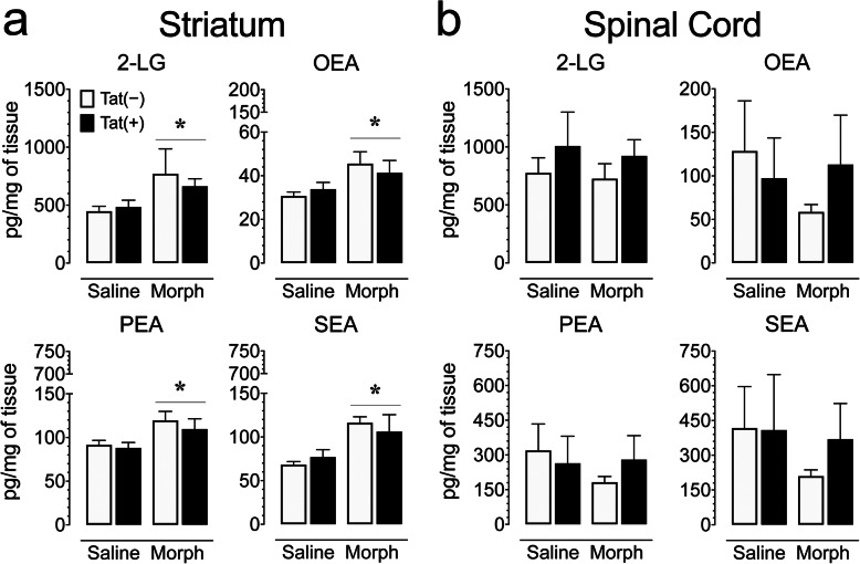 Morphine treatment increased 2-LG, OEA, PEA, and SEA concentrations (pg/mg) in the striatum but not spinal cord of Tat transgenic mice. Concentrations of 2-AG and AEA and other lipid molecules were assessed in the striatum and spinal cord on saline and morphine-treated Tat transgenic mice using LC/MS/MS. Lipid concentrations were normalized to pg/mg of tissue. a In the striatum, morphine significantly upregulated 2-LG, OEA, PEA, and SEA concentrations in Tat(+) and Tat(−) mice. b In the spinal cord, no significant effects were noted on any of the 4 measures. All data are expressed as mean ± SEM. Statistical significance was assessed by ANOVA followed by Tukey’s post hoc test; *p < 0.05 main effect of drug. Morph short-term (8-day) morphine injections. n = 3–5 mice per group