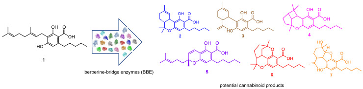 Schematic of workflow for the screening of orthologs for cannabinoid synthase activity using CBGA (1) as substrate.
