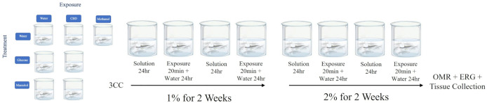 Overview of applied methods.Zebrafish were exposed in one of six treatment + exposure groups (left) over 4-weeks. For the first 2 weeks, a 1% Glucose (or Mannitol) treatment solution was used; for the next 2 weeks a 2% solution was used. CBD exposure occurred every other day when the animal was coming out of the treament solution (Glucose, Mannitol, or Water). After 4 weeks, behavioral recordings of optomotor responses (OMR) were obtained, followed by electroretinograms (ERGs) which analyzed retinal function. Retinal and liver tissue were then collected for qPCR and Western Blot analysis. CBD and Methanol (vehicle for CBD) were administered at a final concentration of 5 mg/ml and 0.005%, respectively.