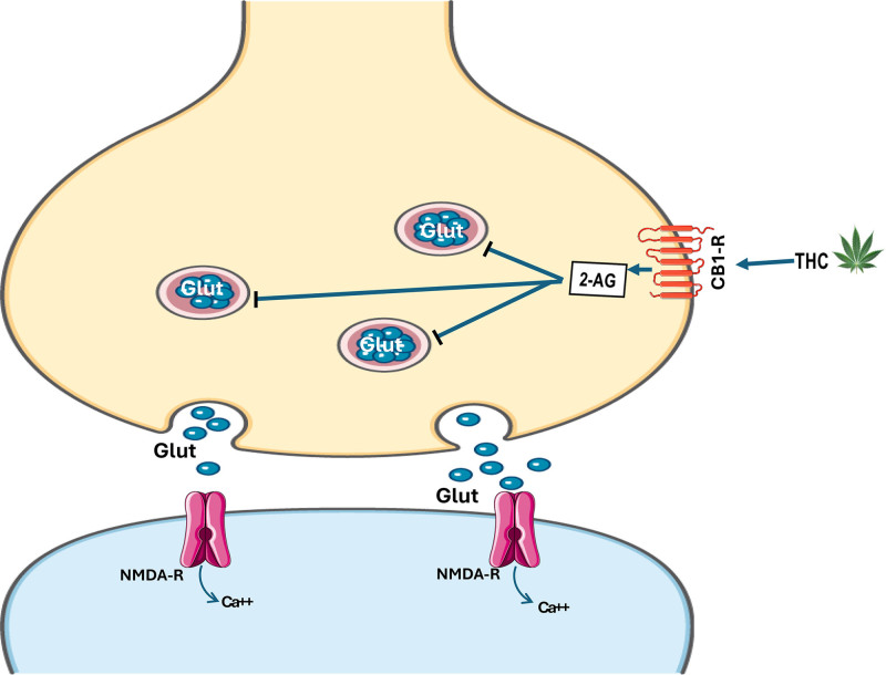 Interaction of THC with postsynaptic NMDA-R signaling. In glutamatergic neurons, the binding of THC to presynaptic CB1-R causes the release of 2-AG, which inhibits the release of glutamate into the synaptic cleft. This interferes with the binding of Ca++ with the postsynaptic N-methyl-D-aspartate receptor (NMDA-R) and, consequently, dampens the excitotoxic signaling mediated by the NMDA-R, attenuating the influx of Ca++ into the neuron.