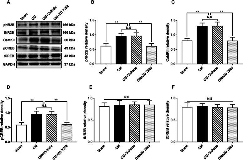 The effect of ZD 7288 on the pNR2B/CaMKII/pCREB pathway in CM rats. A Representative western blots of pNR2B, CaMKII, pCREB, tNR2B, and tCREB. B-D Compared with the Sham group, the levels of pNR2B, CaMKII, and pCREB in the CM group were profoundly elevated, and there was no change between CM and CM + Vehicle groups. Compared to the CM + Vehicle group, the levels of pNR2B, CaMKII, and pCREB in the CM + ZD 7288 group were visibly decreased. (n = 6/group, **p < 0.01, N, S, not significant). E and F There was no significant difference in tNR2B and tCREB expression among the Sham, CM, CM + Vehicle, and CM + ZD 7288 groups. (n = 6/group, N, S, not significant)