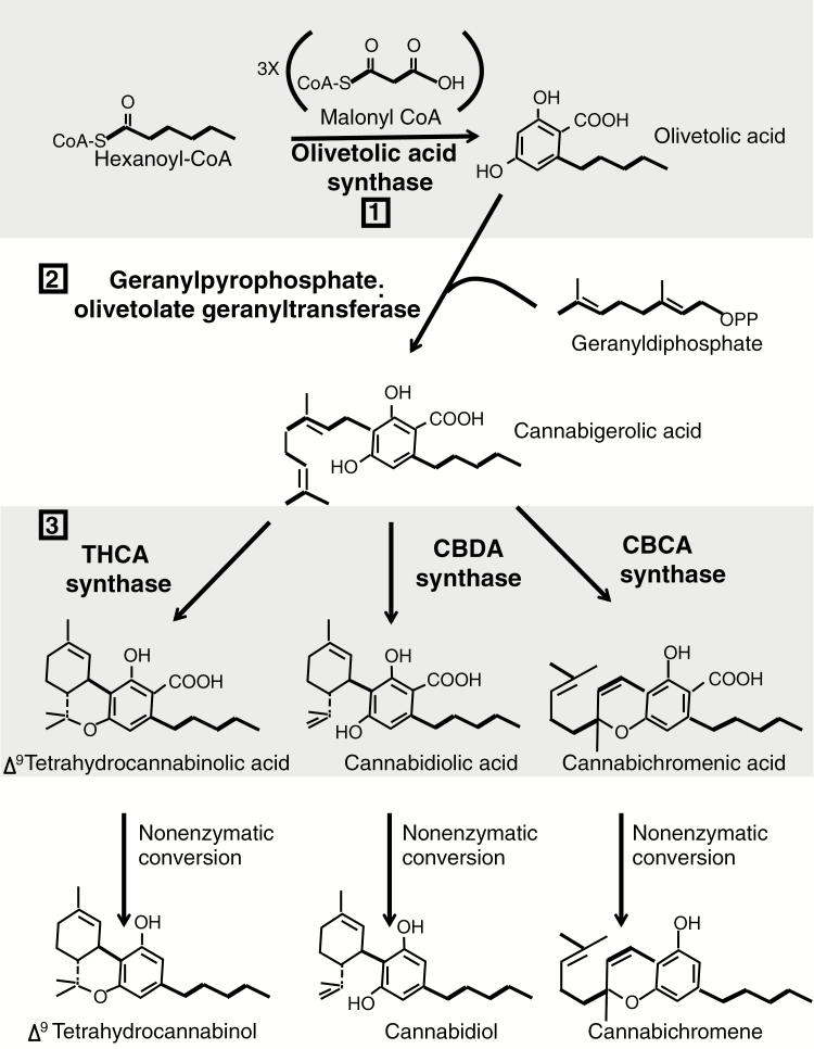 Cannabinoid synthesis pathway. The three-step biochemical pathway that produces the medically important cannabinoids in the trichomes of C. sativa flowers. Each enzymatic step is labelled with a number: 1) olivetolic acid synthase produces olivetolic acid; 2) olivetolate geranyltransferase produces CBGA; 3) THCA synthase, CBDA synthase and CBCA synthase produce THCA, CBDA or CBCA, respectively. The compounds are transformed to their neutral form (THC, CBD and CBC) with heat in a non-enzymatic conversion. Figure based on Page and Boubakir (2014).