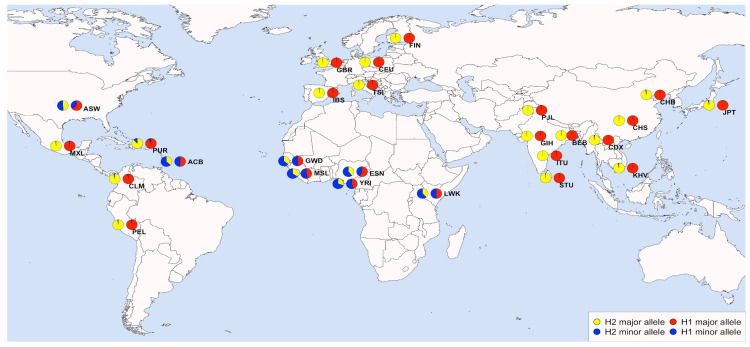 Allele frequencies for variant rs10491215 (representative of haplotype H1) and rs224548 (representative of haplotype H2) for the 26 populations of 1 KGP Phase 3. Pie chart distribution approximately represents populations’ location.