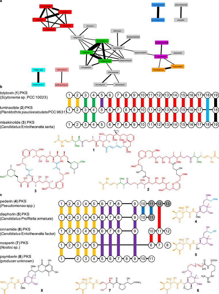 Conserved PKS module blocks (≥2 conserved consecutive modules) identified across all characterized trans-AT PKSs and within the misakinolide, and pederin-type PKS families.a PKS network of all characterized PKSs that share motifs with other characterized PKSs. The edge line width indicates the number of shared modules. PKS families are color-coded as follows: red: pederin-like PKSs, green: misakinolide-like PKSs, light blue: spliceostatin PKSs, violet: glutarimide PKSs, orange: mupirocin/thiomarinol PKSs, blue: corallopyronin/myxopyronin PKSs, rose: chlorotonil/anthracimycin PKSs, and gray: PKSs that do not belong to a characterized trans-AT PKS subfamily. b Evolutionary relationship between misakinolide-like PKSs. Conserved PKS module blocks and the corresponding structural moieties of polyketides are shown in the same colors. Vertical lines represent KSs that cluster together, horizontal lines connect domains of proteins. c Evolutionary relationship between pederin-type PKSs. Gray circles indicate KSs downstream of putative oxygen insertion events. Oxygen insertion, followed by hydrolysis of the formed ester results in a shortened polyketide. An editable Cytoscape network file is available as source data.
