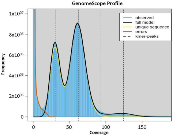 K-mer graph of abaca var. Abuab genome assembly.