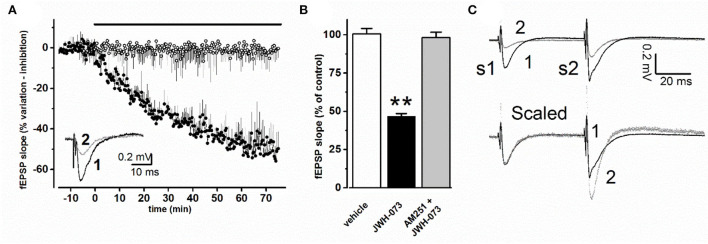 (A) Time course effect of JWH-073 1 μM on fEPSP of CA1 area of mouse hippocampal slice. Each point corresponds to the average value of fEPSP slope recorded at the same corresponding time, as % value ± s.e, with respect to average value recorded before drug or vehicle application (black bar above data). (○) = vehicle (n = 8); (•) = JWH-073 1 μM (n = 13). Inset: representative fEPSP recorded during the same experiment: (1, black line) = control, 5 min before drug application; (2, dotted line) = 60 min perfusion with 1 μM JWH-073. (B) Average fEPSP peak values at steady state as % ± s.e. changes vs. control as average of fEPSP 10 min before drug. When AM-251 was applied, JWH-073 1 μM was the test drug. n = (vehicle = 8, white bar; JWH-073 1 μM = 13, black bar; AM251 + JWH-073 = 2, gray bar). Statistical analysis: t-Student test for unpaired data. **p < 0.01, vs. vehicle. (C) Superimposed representative traces from the same experiment, recorded applying the PPF (paired pulse facilitation) paradigm. Upper traces refer to: (1) control recording (vehicle), black trace; (2) 60 min of JWH-073 1 μM, gray trace. Lower traces (Scaled) are the same of above but after normalization at first fEPSP, allowing comparison of PPF effect on the second stimulus response.