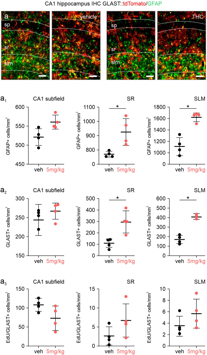 Astrocyte numbers after long term postnatal THC exposure. a–a3 Quantifications of GFAP (a1), GLAST (a2) and EdU-containing astrocytes (a3) in the stratum radiatum (SR) and stratum lacunosum moleculare (SLM) of the CA1 region of the hippocampus. Counts were expressed as cell numbers per mm2 tissue. Note the reduction of the stratum pyramidale (SP) thickness, reconfirming the loss of neurons previously reported [8]. Scalebars = 50 µm (a). *P ≤ 0.05