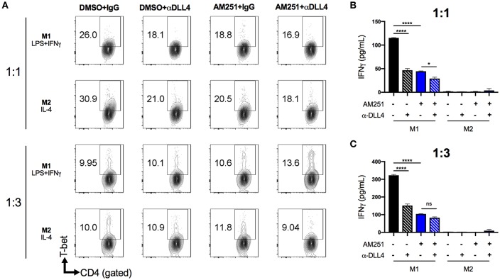 AM251 reduces expansion of pro-inflammatory Th1 cells by downregulating DLL4 in macrophages. BMDM from naïve mice were pretreated with AM251 (10 μM) ± α-DLL4 blocking mAb (1 μg/mL) or vehicle/isotype controls for 1 h then polarized to M1 (LPS + IFNγ) or M2 (IL-4) for 24 h. The polarization medium was then washed away and BMDM were co-cultured with naïve lymphocytes at ratios of 1:1 or 1:3 (BMDM:lymphocytes) in the presence of 1 μg/mL ConA for 48 hr. Resulting Th1 polarization of CD4+ lymphocytes was assessed. (A) Flow cytometry of CD4+T-bet+ Th1 lymphocytes. (B,C) IFNγ concentration in cell supernatants. Data are mean ± SEM. ****p < 0.0001, *p < 0.05 by one-way ANOVA. See also Supplementary Figure 3 for lymphocyte ConA controls.