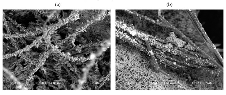 Microphotograph of the analysed fresh split surface of gypsum-based composites: (a) with sheep wool fibres and (b) with hemp fibres (scanning electron microscope, scale bar = 100 µm).