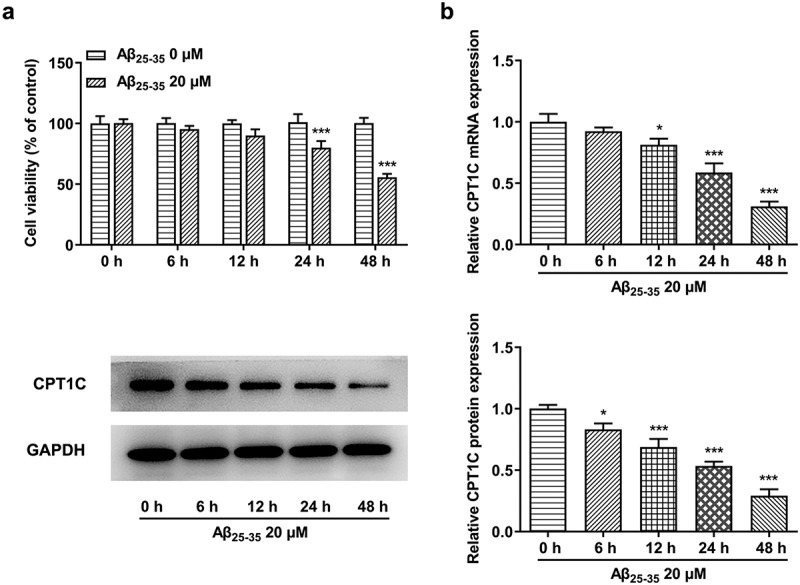 CPT1C expression was reduced in Aβ25-35-induced HT22 cells. HT22 cells were treated with Aβ25-35 (20 μM) for 6 h, 12 h, 24 h or 48 h, respectively
