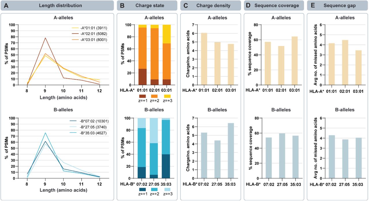Immunopeptidome features, as extracted from publicly deposited HCD-only datasets, are HLA allele-specific.We selected datasets from deposited data (Supplemental Table 3) that were matched to the HLA alleles present in the JY, GR and Jurkat cell lines investigated in this study. Analysis was performed on the HCD-only identified peptides that were predicted binders (<2% binding rank by NetMHCpan 4.1) to the HLA-alleles. For analysis, the following HLA alleles were included (PSM numbers in brackets): HLA-A*01:01 (3911), -A*02:01 (5082), -A*03:01 (8001), -B*07:02 (10301), - B*27:05 (3740), and -B*35:03 (4627). Various features such as (A) peptide length distributions (8-15 amino acids) and total number of peptide entries used, (B) average charge states, (C) average charge density (defined as the average ratio of gas phase-detected charge to peptide length), (D) average sequence coverage and (E) average sequence gap (defined as the average number of missed amino acids) were extracted from the deposited data and calculated to uncover HLA allele-specific features driving HCD fragmentation biases.