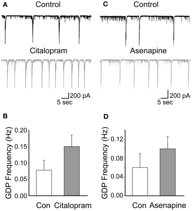 Low concentrations of citalopram and asenapine enhance GDPs frequency. (A) GDPs recorded before and during application of citalopram (1 μM). (B) Summary data for the results shown in A (n = 5; p < 0.001). Each column represents the mean ± SEM. (C,D) as for (A,B) but for asenapine (0.2 μM; n = 5; p = 0.02).