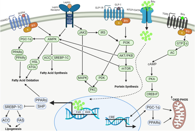Regulation of lipid metabolism by SCFAs, BAs, leptin and GLP-1. The major signaling pathways including AMPK, MAPK, PI3K/Akt/mTOR and cAMP/PKA/CREB-P work systematically in concert to regulate fatty acid oxidation, fatty acid synthesis, protein synthesis and mitochondrial oxidative phosphorylation and energy metabolism. SCFAs: Short-chain fatty acids; GLP-1: Glucagon-like peptide 1; BAs, Bile acids; FFAR2/3, Free fatty acid receptors 2/3; GLP-1R, GLP-1 receptor; NTCP, Na+-taurocholate cotransporting polypeptide; OATP, Organic anion transporting polypeptide; TGR5, Takeda G protein-coupled receptor 5; AMPK, AMP-activated protein kinase; PGC-1α, Peroxisome proliferator-activated receptor-γ coactivator 1α; PPARα, Peroxisome proliferator-activated receptor α; PPARγ, Peroxisome proliferator-activated receptor γ; HSL, Hormone-sensitive lipase; ATGL, Adipose triglyceride lipase; ACC, Acetyl coenzyme A carboxylase; SREBP-1c, Sterol response element-binding protein-1c; JAK2, Janus kinase-2; MAPK, Mitogen-activated protein kinase; IRS, Insulin receptor substrate; PDK, Phosphoinositide-dependent protein kinase; PKC, Protein kinase C; PI3K, Phosphoinositide 3-kinase; AKT, Protein kinase B (PKB); mTOR, Mammalian target of rapamycin; GTP, Guanosine triphosphate; AC, Adenyl cyclase; cAMP, Cyclic adenosine monophosphate; PKA, Protein kinase A; CREB-P, Phosphorylated CREB (cAMP-response element-binding protein); FXR, Farnesoid X receptor; RXR, Retinoid X receptor; CRE, cAMP response element; SHP, Small heterodimer partner; FAS, Fatty acid synthase.
