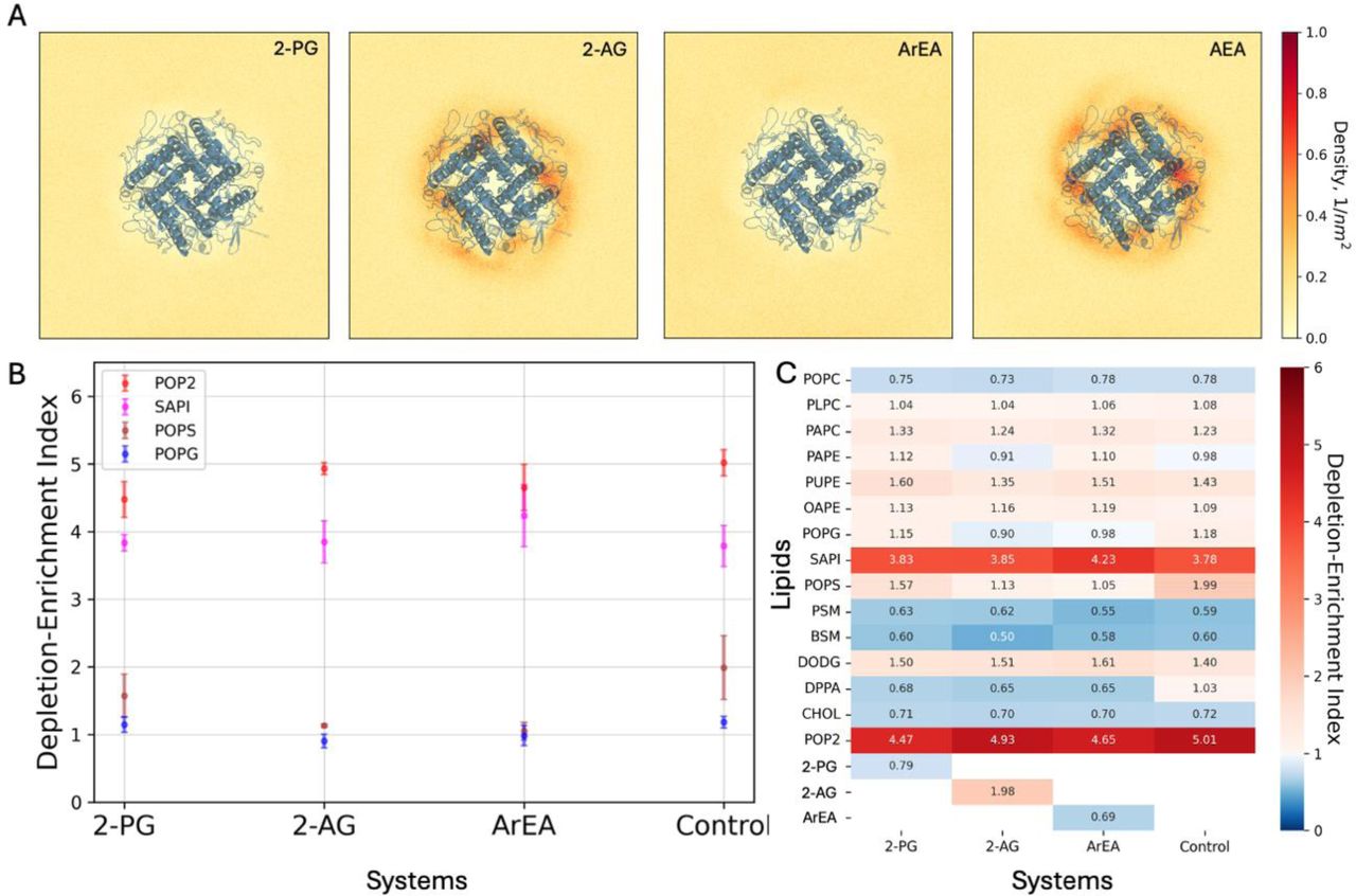 Coarse-grained simulations of Kir2.1 channels in the presence of endocannabinoids.(A) 2D density maps computed from the final 20 μs of the binary mixtures MD simulations depicting the spatial distribution of the endocannabinoids around the Kir2.1. (B) Lipid Depletion-Enrichment Index (DEI) calculated for negatively charged lipids in sarcolemma models, employing a 0.8 nm cutoff distance from Kir2.1. The values represent averages and standard errors derived from three independent replicates. (C) Average DEI values across three replicates for each lipid within the system, providing insights into overall membrane lipid redistribution.