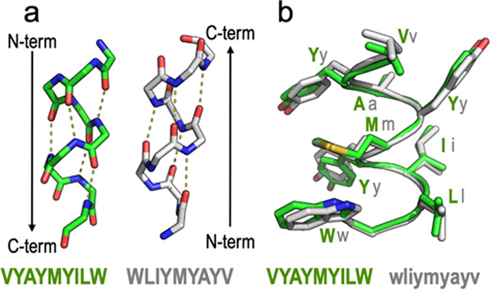 (a) Retro modification of a short TM5 peptide (VYAYMYILW) where the peptide sequence has been synthesized in the reverse order (WLIYMYAYV). (b) When the enantio modification (d-amino acids) is additionally applied (wliymyayv), the orientation of the side chains is similar to that of the original peptide.