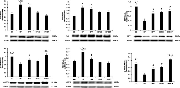 Protein expressions in the liver after 8-week training and/or dietary change. Protein expressions in the liver after 8-week intervention. Data are expressed as mean ± SE. CO, normal-diet group; HF, high-fat diet group; HFT, high-fat diet + training group; HFND, dietary change to a normal diet group; HFNDT, dietary change to a normal diet + training group. * versus CO group, p < 0.05; # versus HF group, p < 0.05; ∫ versus HFT group, p < 0.05; † versus HFND group, p < 0.05; ‡ versus HFNDT group, p < 0.05
