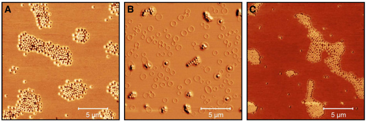 AFM phase images (20 × 20 μm) of microgel particles in water (A), microgel particles in ethanol/CBD solution (cCBD = 25 mg/mL) (B) and after the release of CBD in ethanol at 40 ∘C (with removed supernatant and redispersion in ethanol) (C). The images were recorded at room temperature in the dried state on PEI coated silicon wafers.