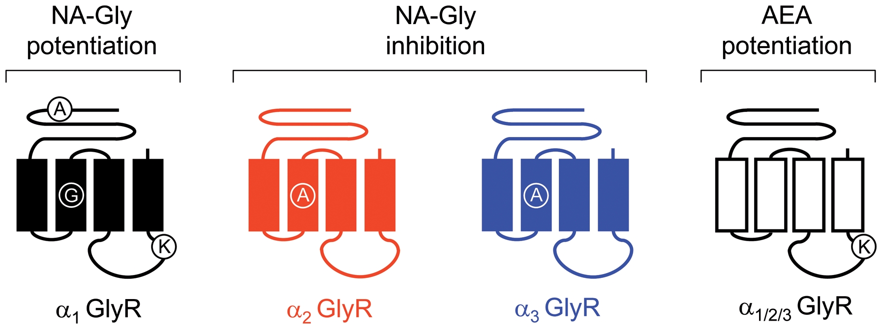 Molecular sites for the allosteric modulation of different GlyR subtypes by ECs.The schematic diagram summarizes the molecular sites for the allosteric modulation of GlyRs by acidic and neutral ECs. The inhibition of α2 and α3 GlyRs elicited by NA-Gly was specifically influenced by a single TM2 residue (A261 in α2 GlyRs and A265 in α3 GlyRs), whereas the NA-Gly-induced potentiation of α1 GlyRs was reduced by mutating loop 2 (A52), TM2 (G254) or intracellular (K385) amino acids. On the other hand, the AEA-induced potentiation of these three GlyR subtypes was reduced by mutating a conserved intracellular lysine residue (K385 in α1 GlyRs).