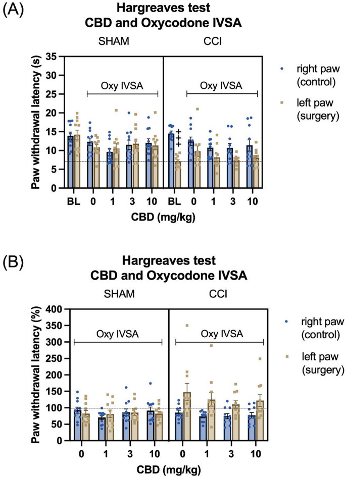 CBD treatment did not alter the antinociceptive effect of oxycodone self-administration in CCI rats. The Hargreaves data are shown as absolute paw withdrawal latency (A) and as percentage change from baseline (B). Baseline (BL) values represent drug-free conditions (i.e., in the absence of CBD or oxycodone) and were obtained as the average of post-CCI days 10 and 11. At baseline, CCI surgery reduced paw withdrawal latency in the ipsilateral (surgery) paw compared to the contralateral (control) paw, indicating increased thermal sensitivity in the Hargreaves test (A). In vehicle-treated CCI rats (i.e., in the absence of CBD), oxycodone self-administration increased paw withdrawal latency in the CCI paw relative to the contralateral paw, as reflected in the percentage change from baseline, indicating an antinociceptive effect (B). However, treatment with CBD in combination with oxycodone self-administration did not alter the paw withdrawal latency in the CCI paw compared to the contralateral paw (A and B). Plus signs indicate significantly lower absolute paw withdrawal latencies in the ipsilateral paw compared with the contralateral paw in CCI rats at baseline. BL, baseline; Oxy, oxycodone. +++ P < 0.001. Sham, N = 11; CCI N = 10. Data are presented as mean ± SEM.