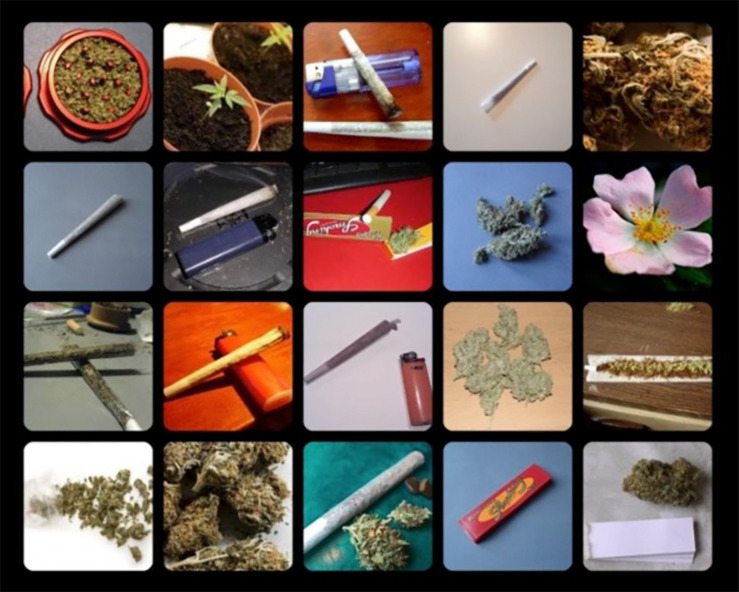 Example of a cannabis distractors trial of the OOOT.