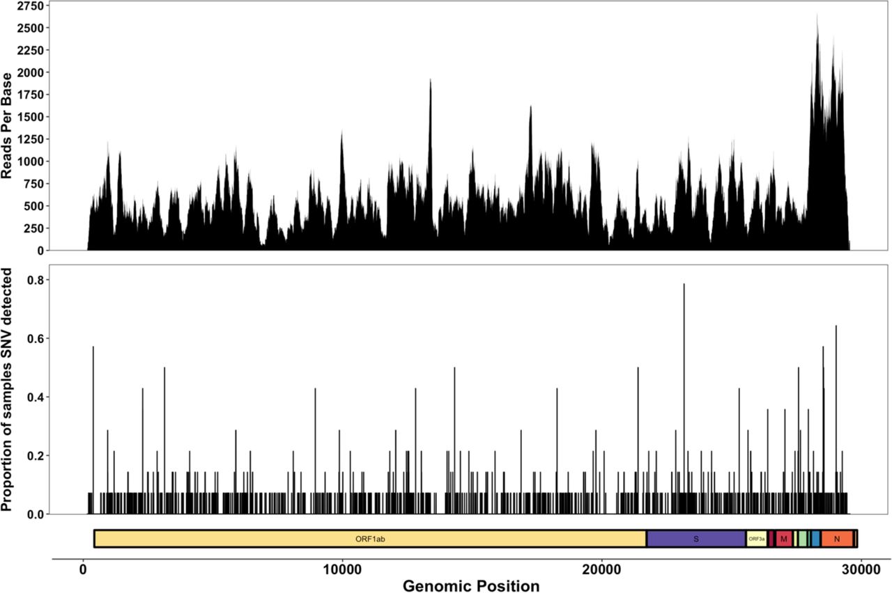 Multipanel figure showing sequence reads per base across all enriched samples, the position and proportion of SNVs across samples with >50% genomic breadth only, and an ORF map of the SARS-CoV-2 genome.