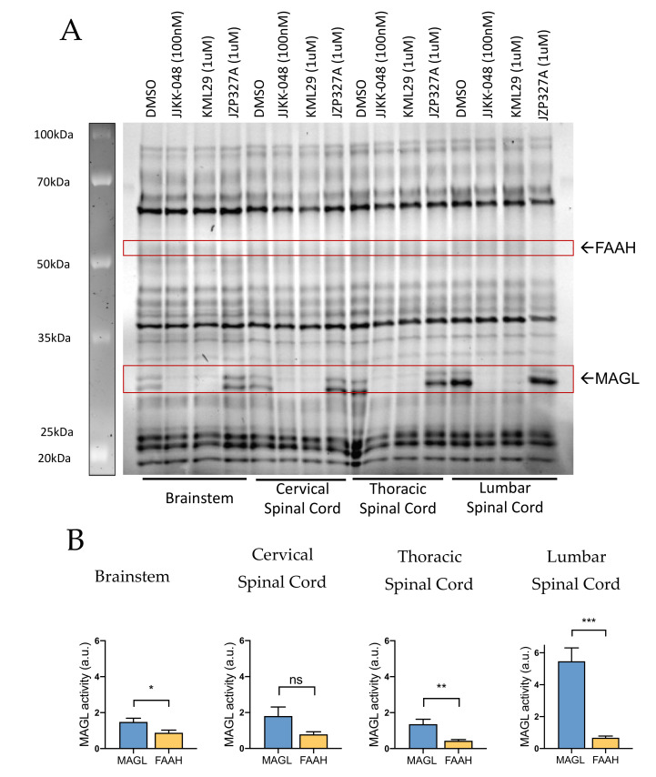 Competitive gel-based ABPP reveals variable MAGL and FAAH activities in rat brainstem and cervical, thoracic and lumbar spinal cord. (A) Brainstem and spinal cord proteomes were incubated for 1 h with vehicle (DMSO), MAGL inhibitors JJKK-048 (100 nM) and KML29 (1 μM) and FAAH inhibitor JZP327A (1 μM), and then labeled with the fluorescent probe TAMRA-FP, as indicated in Materials and Methods. FAAH and MAGL were identified based on selective inhibition and their expected molecular weights. Note that basal MAGL activity was high in the lumbar spinal cord but less intense in samples of the brainstem, cervical and thoracic spinal cord. Based on this analysis, FAAH activity was not found in samples of the brainstem and spinal cord. (B) Histograms comparing the basal activity of MAGL and FAAH in the brainstem and different spinal cord parts. Basal MAGL activity was approximately 2-fold higher compared to that of FAAH in brainstem, and ~4-fold higher in thoracic spinal cord. In the lumbar spinal cord, MAGL activity was ~8-fold higher than of FAAH. Unpaired t-test, * p < 0.05, ** p < 0.01, *** p < 0.001, ns = nonsignificant, n = 11 (BS, cSC) and n = 8 (tSC, lSC).