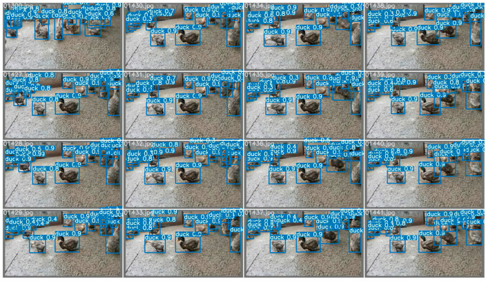 The effect of scheme four. The locations, masking conditions, and individual behaviors of the ducks vary in each extracted frame. The accuracy of sex estimation for detected ducks improved considerably compared to scheme one and scheme two but still does not exceed the results of scheme three.