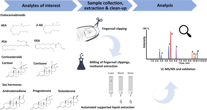 Workflow of sample preparation and analytical measurement for the combined analysis of steroids and endocannabinoids in nails