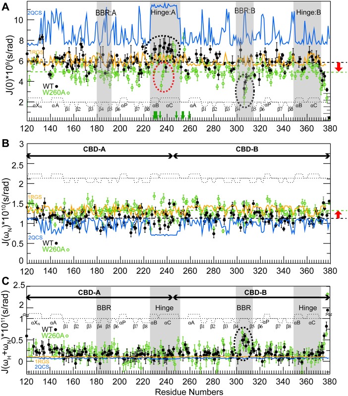 Intra- and inter-domain RIα dynamics.Dynamics of WT (black closed circles) and W260A (green open circles) RIα (119–379):cAMP2 mapped through residue-specific reduced spectral densities at 0 Hz, ωN, and ωN + ωH frequencies in panels (A–C), respectively. Green vertical arrows in panel (A) mark residues of the helical region between the two β-barrels that are subject to fast H/D exchange (within the dead time) in W260A but not in the WT sample. The reduced spectral densities predicted based on the cAMP2- and C-bound RIα structures in the absence of internal motions are shown in orange and blue, respectively. The PDB codes of the structures used for the reduced spectral densities prediction are reported in the figure. Key regions subject to significant CBD-A versus B differences in dynamic profiles are highlighted in grey and with dashed ovals. The dashed horizontal lines in panels (A, B) indicate the average reduced spectral density values at 0 Hz and at ωN for the WT (black) and W260A (green) constructs.