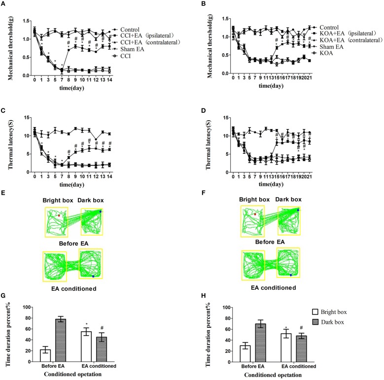 EA effectively reduces pain hypersensitivity in CCI and KOA mice. (A,B) Time course of tactile threshold in response to von Frey filaments. (C,D) The noxious heat stimulus (53°C) caused a change in the thermal thresholds. The effect of tactile (A) and thermal (C) withdrawal thresholds changes in CCI mice. The change of tactile (B) and thermal (D) withdrawal thresholds of KOA mice caused by EA. A motion map of the EA-conditioned CPP test in CCI (E) and KOA mice (F). G,H are summary values of motion trajectories. EA (1 mA and 0.1 ms) at 2 Hz was administered for 30 min, once a day starting from the 8th to the 14th day in the CCI model and starting from the 15th to 21st day in the KOA model. Control group consisted of sham-operated mice. Data are expressed as the means ± SEM (n = 12 in each group). In A–D, *p < 0.05, compared with the control group; #p < 0.05, compared with the model group; In panels G,H,*p < 0.05, compared with the bright box time duration percent before EA; #p < 0.05, compared with the dark box time duration percent before EA.