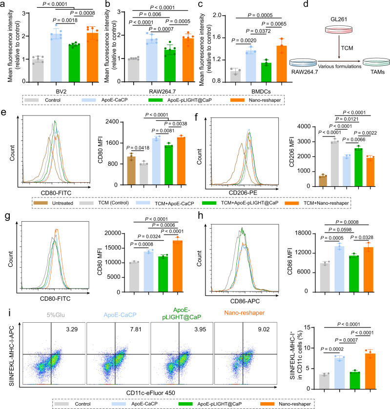 Nano-reshaper promoted the activation of APCs.Quantitative cellular uptake of cou6-labeled mPEG-PLA nanoparticles by a BV2 cells (n = 6), b RAW264.7 cells (n = 6 samples per group), and c BMDCs (n = 3 samples per group). d A scheme for illustration of TAMs polarization investigation. MFI of CD80 (e) and CD206 (f) expression in TAMs by flow cytometry analysis (n = 3 samples per group). MFI of CD80 (g) and CD86 (h) expression in BMDCs by flow cytometry analysis (n = 3 samples per group). i Flow cytometry analysis of SIINFEKL-MHC-I positive cells in BMDCs (n = 3 samples per group). Data were shown as mean ± SD. Error bars represent SD. Significant differences were evaluated in a–c and e–i using one-way ANOVA with Tukey multiple comparisons post-test. Source data are provided as a Source Data file.