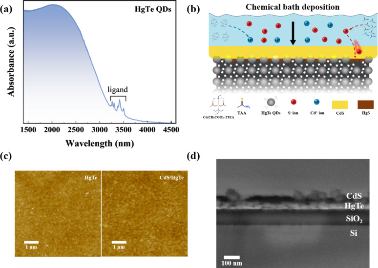 a Absorption spectrum of HgTe QDs. b Schematic illustration of the CBD process and the interfacial modification mechanism in HgTe QD thin films. c Atomic force microscopy images of HgTe QD films and CdS/HgTe heterojunction films. d Cross-sectional SEM image of the CdS/HgTe thin film
