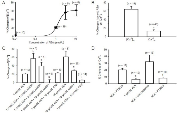 Effects of anandamide on intracellular Ca2+ concentration ([Ca2+]i) in rat trigeminal ganglion neurons.(A) Concentration-response curve for increases in ([Ca2+]i) with anandamide application. (B) Different responses in [Ca2+]i evoked by 1 µmol/L anandamide in the presence and absence of extracellular Ca2+ ([Ca2+]o). A significant effect was seen with 2 mmol/L Ca2+ present in the extracellular environment (n = 19) compared with the Ca2+-free condition (n = 48), aP < 0.01, vs. presence of extracellular Ca2+ (unpaired Student's t-test). (C) Responses (mean ± SEM) induced by 1 and 10 µmol/L anandamide and their co-application with AM251 and capsazepine. Pre-incubation with 10 µmol/L AM251 reversed the rises evoked by 1 and 10 µmol/L anandamide (bP < 0.01, vs. 1 µmol/L anandamide alone; one-way analysis of vari-ance; cP < 0.01 vs. 10 µmol/L anandamide alone; one-way analysis of variance). 1 and 3 µmol/L AM251 facilitated the increase induced by 1 µmol/L anandamide. Pre-application of 10 µmol/L capsazepine blocked the 10 µmol/L anandamide-induced increase in intracellular Ca2+ concentration (n = 14, cP < 0.01, vs. 10 µmol/L anandamide alone), while the increase evoked by 1 µmol/L anandamide was not affected by pre-treatment with 10 µmol/L capsazepine (P > 0.05, vs. 1 µmol/L anandamide alone). (D) Mean (±SEM) responses of preperfusion with KT5720, staurosporine and KT5823 and followed by co-application of 1 µmol/L anandamide. The rise evoked by 1 µmol/L anandamide was blocked by KT5720 (dP < 0.01, vs. 1 µmol/L anandamide alone) and KT5823 (dP < 0.01, vs. anandamide alone) but not staurosporine (P > 0.05, vs. anandamide alone, one-way anal-ysis of variance). Numbers in parentheses indicate the number of neurons tested. CPZ: Capsazepine; AEA: anandamide.