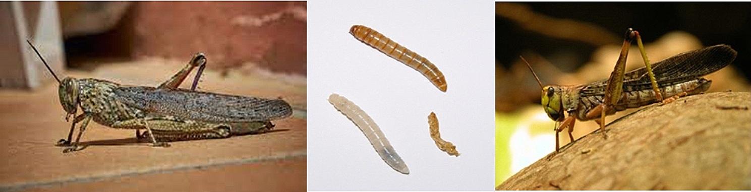 Examples of edible insects (cricket, mealworm, grasshopper)