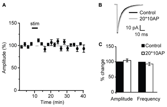 After the onset of the critical period repetitive burst firing of layer 4 pyramidal neurons does not affect sIPSCs. (A) Burst firing of pyramidal neuron (20 bursts of 10 action potentials at 50 Hz repeated at 0.1 Hz) did not affect sIPSC amplitude at P27. Stim: application of induction paradigm. (B) sIPSC traces averaged across 150 events before (black) and after (gray) burst firing. (C) Group data of sIPSC average amplitude and frequency before (black bar) and after (white bar) repetitive pyramidal neuron bursting. All data are expressed relative to Control to show fold changes. *p < 0.05.