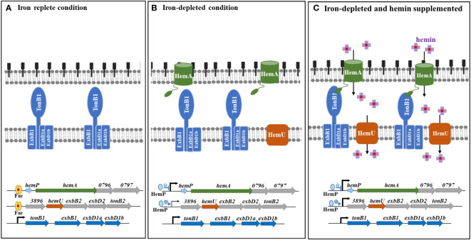 The proposed model for hemin acquisition by S. maltophilia. (A) In iron-replete conditions, hemP-hemA-Smlt0796-Smlt0797 and Smlt3896-hemU-exbB2-exbD2-tonB2 operons are repressed by Fur. Nevertheless, tonB1-exbB1-exbD1a-exbD1b operon is constitutively expressed. (B) In iron-depleted conditions, hemP-hemA-Smlt0796-Smlt0797 and Smlt3896-hemU-exbB2-exbD2-tonB2 operons are derepressed due to the loss-of-function of Fur. Meanwhile, HemP has negative and positive roles in the regulation of hemP-hemA-Smlt0796-Smlt0797 and Smlt3896-hemU-exbB2-exbD2-tonB2 operons, respectively. (C) In iron-depleted and hemin-supplemented condition, Smlt3896-hemU-exbB2-exbD2-tonB2 operon is further upregulated. Hemin is taken up via the outer membrane HemA receptor and TonB1-ExbB1-ExbD1a-ExbD1b provides the energy. Hemin is then transported into the cytoplasm via the inner membrane transporter HemU.