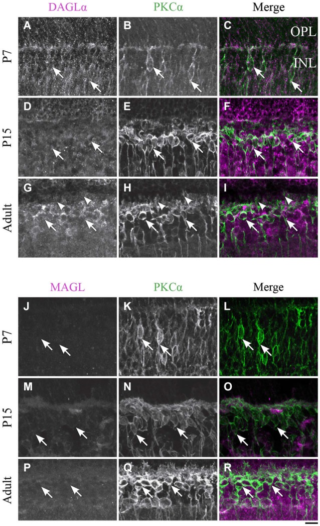 DAGLα and MAGL immunoreactivity in rod bipolar cells. (A–R) confocal micrographs of P7, P15 and adult rat retinas co-immunolabeled for DAGLα (A–I) or MAGL (J–R) and the cell-type specific marker for the rod bipolar cells, PKCα. DAGLα and MAGL are not detectable in the cell bodies (arrows) or dendritic connections of the rod bipolar cells. OPL, outer plexiform layer; INL, inner nuclear layer. Scale bar = 10 µm.