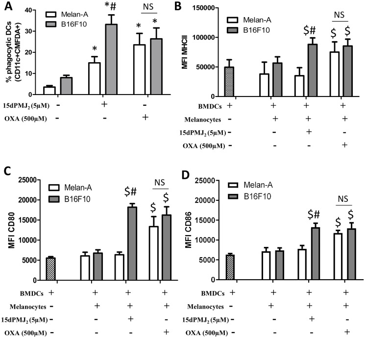 15dPMJ2-treated tumorigenic melanocytes increased the phagocytotic activity and maturation of DCs.(A) B16F10 and Melan-A cells were prelabeled with CellTracker Green-CMFDA and then treated for 24 hours with vehicle (0.1% DMSO), 5 μM 15dPMJ2 or 500 μM oxaliplatin. Bone marrow-derived DCs were differentiated for 8 days and then co-incubated with the labeled melanocytes for 2 hours. The phagocytic activity of the DCs was measured by conducting flow cytometric analysis to identify CD11c+/CMFDA+ cells. (B–D) Differentiated DCs were cultured without melanocytes or co-cultured for 24 hours with B16F10 or Melan-A cells that were treated with vehicle (0.1% DMSO), 5 μM 15dPMJ2, or 500 μM oxaliplatin. The expression of (B) MHCII, (C) CD80 and (D) CD86 on the surface of DCs was measured by conducting flow cytometry analysis. The data were analyzed using one-way ANOVA followed by Tukey’s multiple comparison test and are represented as the mean fluorescence intensity (MFI) ± SEM of three independent experiments. * p < 0.05, sample compared to DCs co-cultured with vehicle-treated melanocytes; # p < 0.05, B16F10 sample compared to treatment-matched Melan-A cells; $ p < 0.05, sample compared to DCs cells cultured without melanocytes; NS, not statistically different.