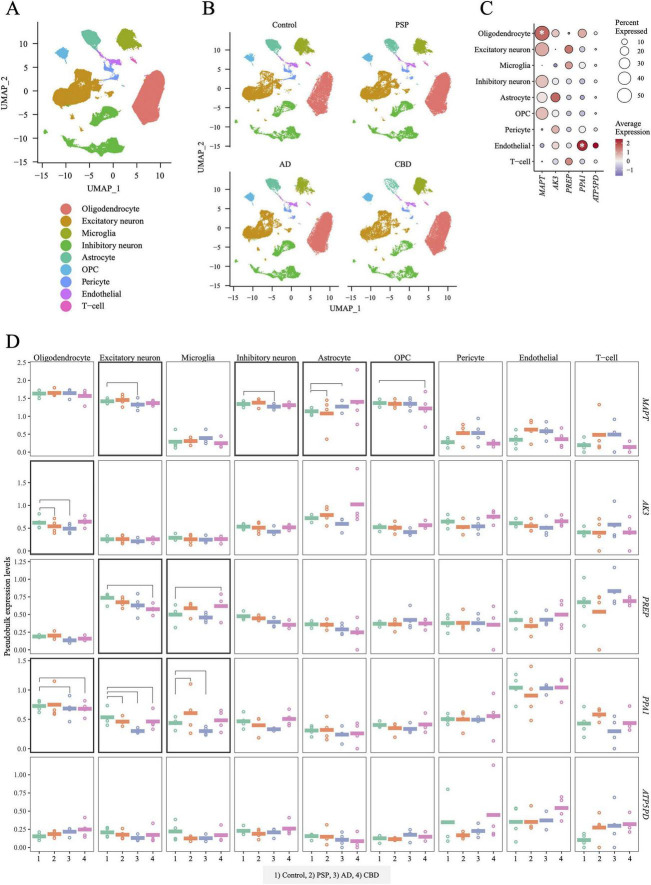 Multi-panel scientific figure showing single-cell data from brain samples. Panel A presents a UMAP plot distinguishing nine cell types by color. Panel B shows UMAP plots separated by disease status: Control, PSP, AD, and CBD, illustrating cell type distributions across conditions. Panel C provides a dot plot comparing expression levels and percent expression of five genes across cell types. Panel D offers boxplots of pseudo-bulk gene expression levels for five genes in each cell type across the four disease conditions, indicating comparative variation.