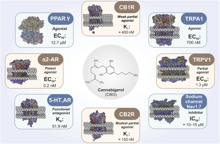 Graphic summarizing the activity of cannabigerol (CBG) at different protein targets, showing its molecular structure at the center. Surrounding panels describe CBG as an agonist or antagonist with specific EC50, Ki, or IC50 values for PPARγ, CB1R, TRPA1, TRPV1, α2-AR, 5-HT1AR, CB2R, and the sodium channel Nav1.7, alongside molecular models of each protein within a lipid bilayer.