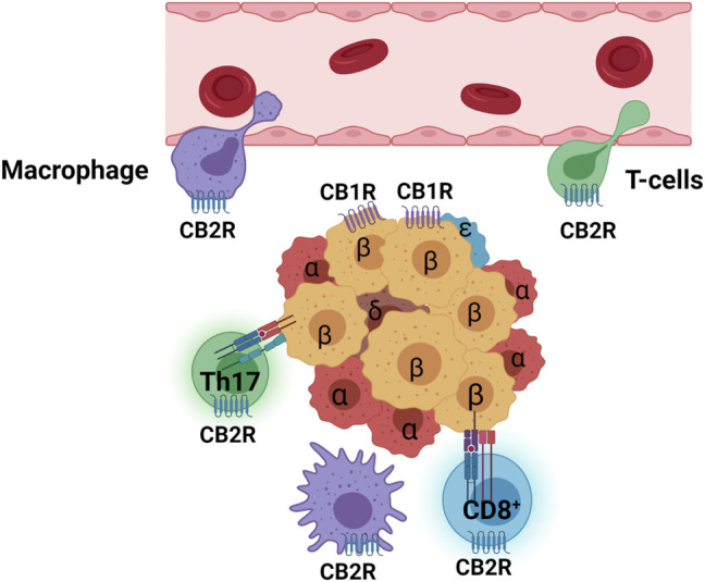 Activated CB2R suppresses macrophage (purple) and T cell (green) infiltration from endothelium barrier of blood vessel and inhibits M1 macrophages (purple ameba shape), self-reactive HMC-I CD8+T cells (blue with halo), and CD4+Th17 cells (green with halo). Islet cell types are marked with Greek letters (α, β, δ, ε). Purple serpentine represents CB1R in β-cells and blue serpentine CB2R in immune cells.