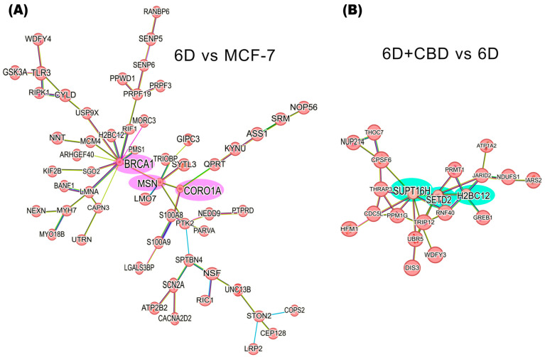Protein-protein interaction networks of IL-1β or CBD up-regulated proteins in the malignant 6D cells. (A) The main network of IL-1β up-regulated proteins in the 6D vs. control MCF-7 cells comparison shows a key axis formed by the proteins BRCA1, MSN, and CORO1A (highlighted in pink). (B) The main network of CBD up-regulated proteins in the 6D+CBD vs. 6D comparison shows a key axis formed by the proteins SUPT16H, SETD2, and H2BC12 (highlighted in green). The interaction analyses were performed using STRING, considering only the statistically significant up-regulated proteins (log2FC ≥ 1).