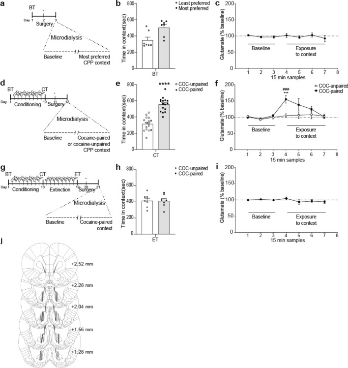 Enhancement of extracellular glutamate in NAcore depended on the CPP context and on the phase of the reinstatement of cocaine-CPP procedure. (a,d,g) Timelines of CPP procedures. The day after surgery for probe implantation, in vivo microdialysis was performed to sample (every 15 min) extracellular glutamate in NAcore both before (baseline, in home cage) and after transfer of animals to either compartment of the CPP apparatus. (b,e,h) Time spent (seconds) in each CPP context during the previous corresponding test, using CPP LIADE software, version 1.2 (http://www.liade.inv.efn.uncor.edu/). Bars in dot plots represent mean ± s.e.m. The two-tailed paired Student’s t test was used to analyze these data. (c,f,i) For microdialysis, values represent percentage of increase in glutamate release from baseline (mean ± s.e.m.) for each sample using Bonferroni’s multiple comparisons post-hoc test was used. Glutamate was quantified using EZChrom Elite software, version 4.0 (http://www.agilent.com). Naïve animals (n = 7) that showed a statistically non-significant trend to unconditioned preference for either CPP compartment during BT (b) did not exhibit any change in extracellular glutamate when they were transferred to the most-preferred context (c). In contrast, after the conditioning phase, animals that expressed a significant conditioned preference for the cocaine-paired context during CT (e, ****p < 0.001, n = 16) then demonstrated a context-specific augmentation of extracellular glutamate (f, ***p < 0.001 compared with the cocaine-unpaired context group at the same time point; ###p < 0.001 compared with the last baseline sample, n = 8 for each group). After confirming extinction of the cocaine-CPP behavior (h), animals did not exhibit any significant change in extracellular glutamate when they were re-exposed to the previous cocaine-paired context (i, n = 7). (j) Summary illustration of the locations of the active membrane (solid lines) of the microdialysis probes in the NAcore of subjects that were included in the analysis of the data presented in this figure. Numbers to the right indicate millimeters from the Bregma.