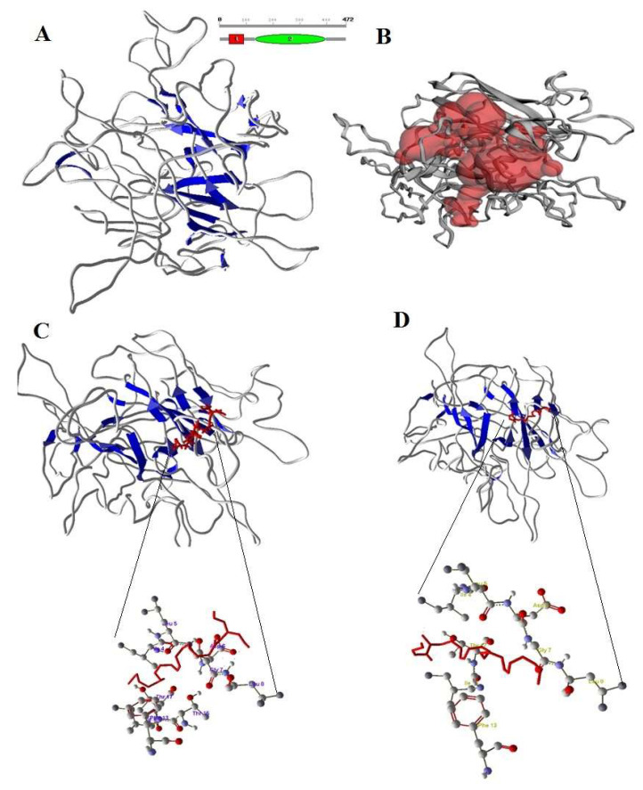 (A) Structure of CB1 with sheets (blue color). (B) Active site of CB1 in red color pocket in the structure. (C) Docking of 2-AG (red color) and Amino acids of CB1 involved in docking with 2-AG. (D) Docking of AEA (red color) with CB1 and Amino acids of CB1 involved in docking with AEA.